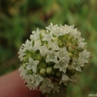 Spermacoce verticillata L.